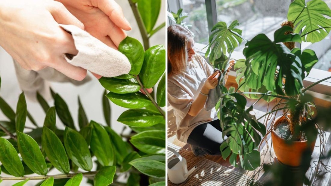 7 Reasons Indoor Plants Develop Sticky Residue on Leaves