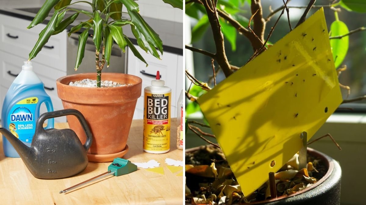 How to Stop Soil Gnats Without Chemicals