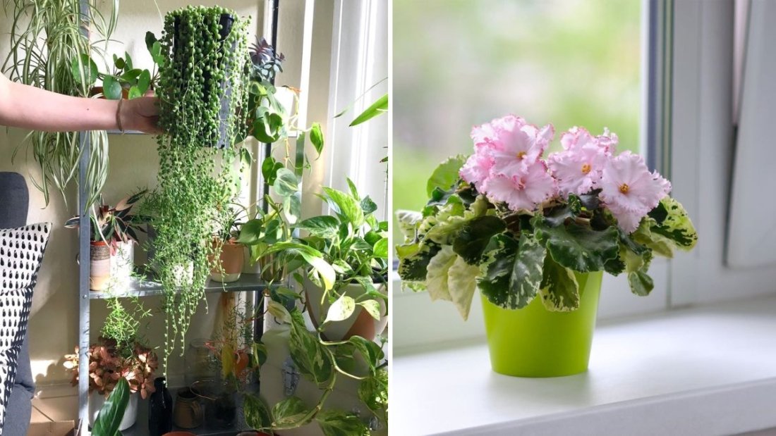 The Best Indoor Plants for South-Facing Windows