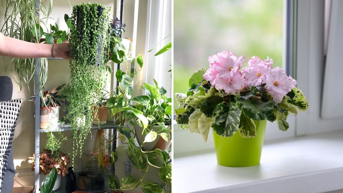 The Best Indoor Plants for South-Facing Windows