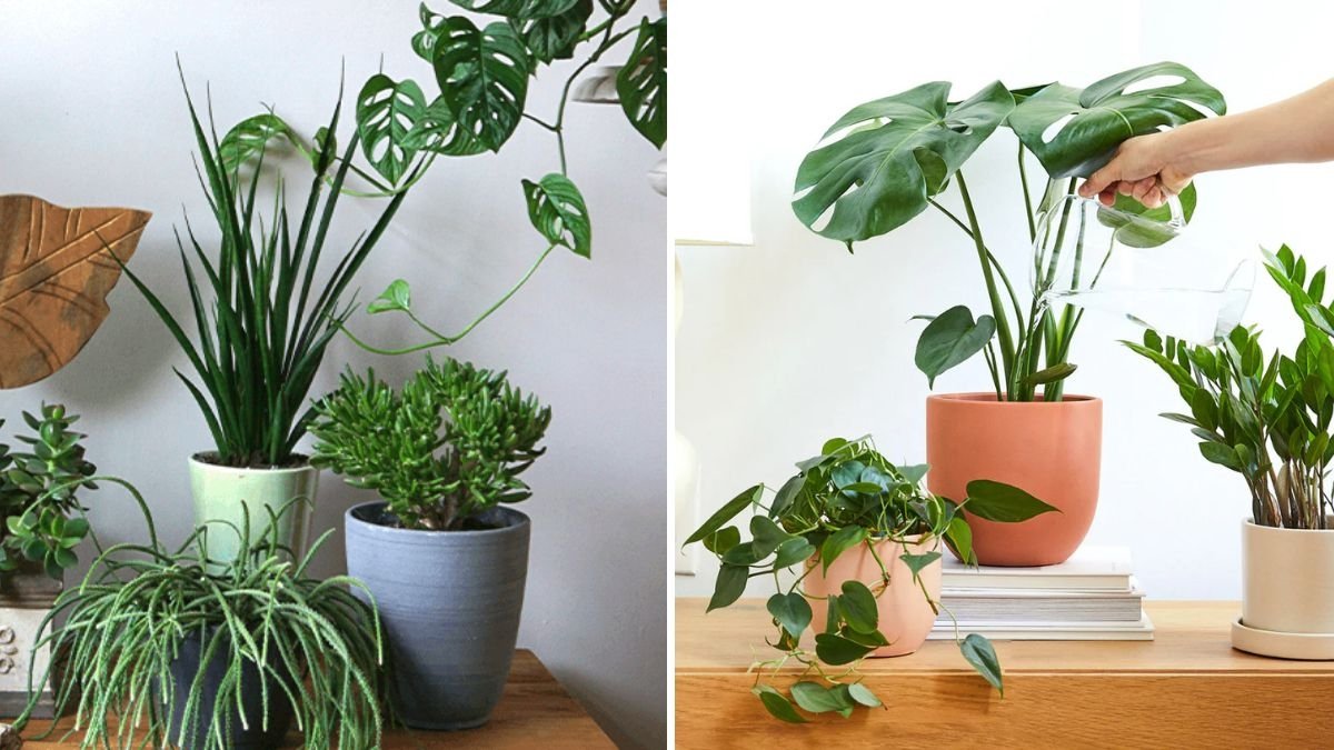 How to Manage Humidity Levels for Tropical Houseplants