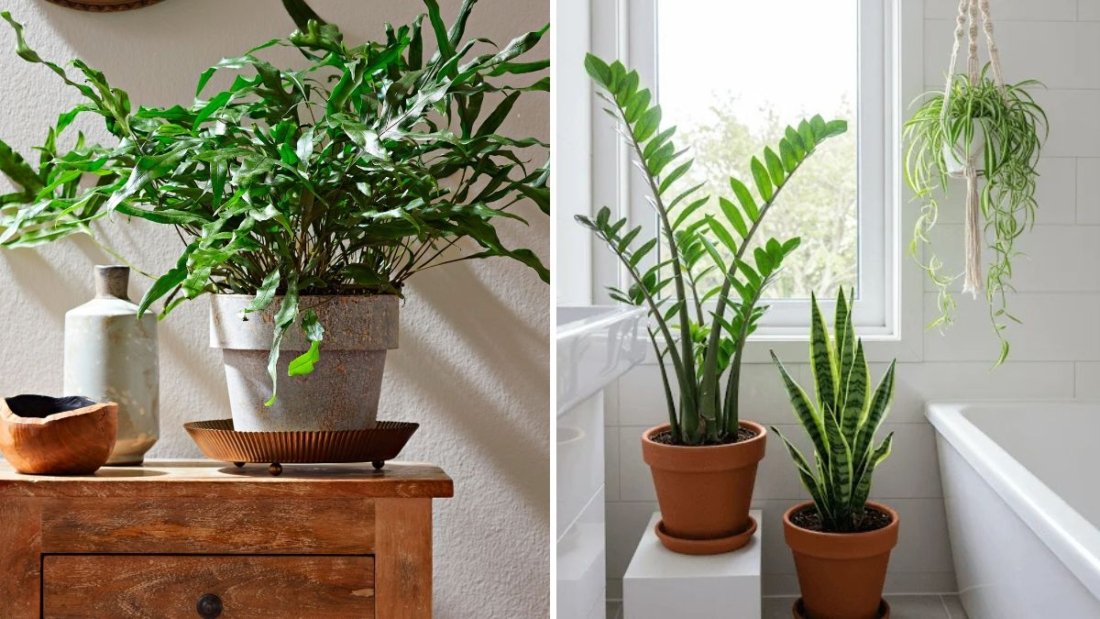 How to Keep Indoor Plants From Outgrowing Their Space
