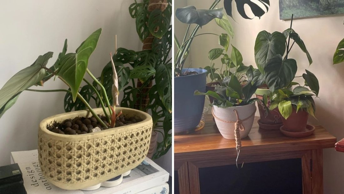 Why You Should Rotate Plants Every Few Weeks