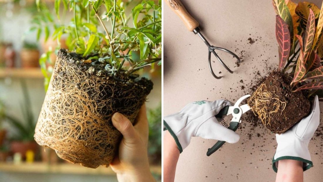 How to Check for Root Bound Plants Without Removing Them