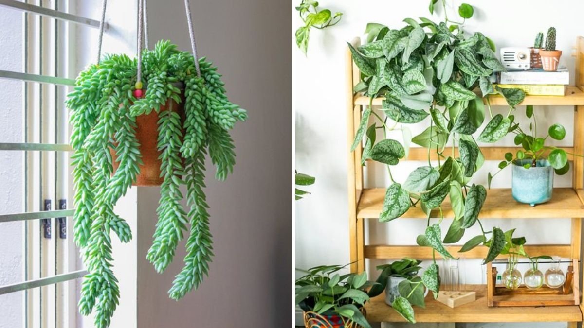 The Easiest Trailing Plants to Grow Indoors