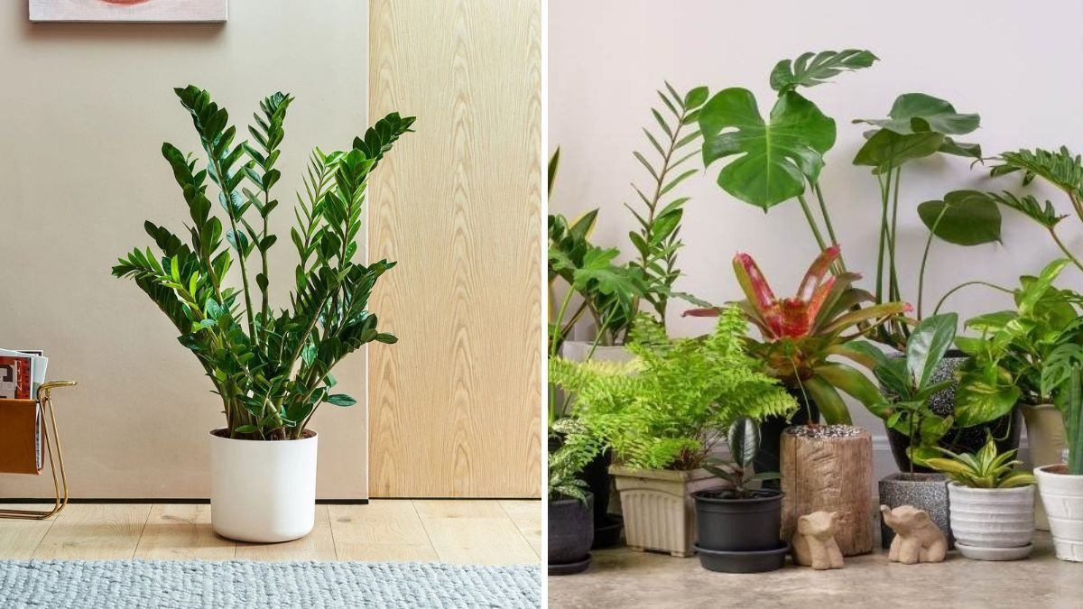The Best Indoor Plants That Tolerate Low Humidity