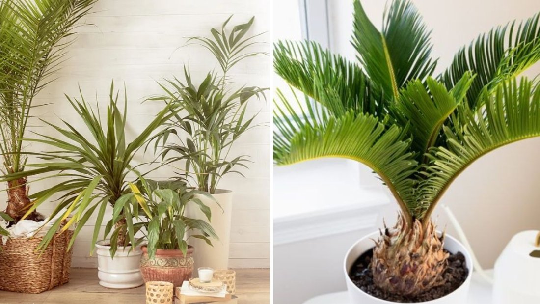 How to Grow Indoor Palms Without Brown Tips