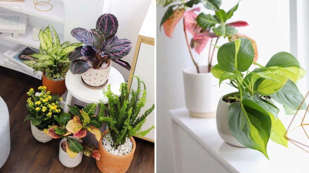 5 Mistakes to Avoid When Growing Houseplants in Terracotta Pots