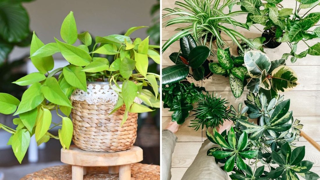 The Easiest Indoor Plants to Grow From Cuttings