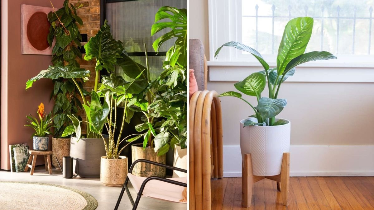How to Keep Indoor Plants Alive in Low-Ventilated Rooms