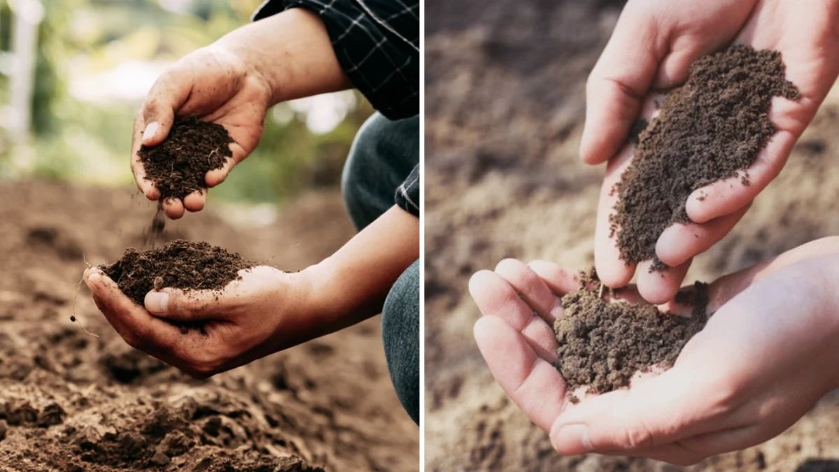 How to Choose the Right Soil for Foliage Plants