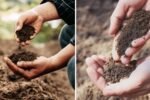 How to Choose the Right Soil for Foliage Plants