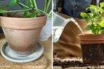 How to Prevent Salt Build-Up in Indoor Plant Pots