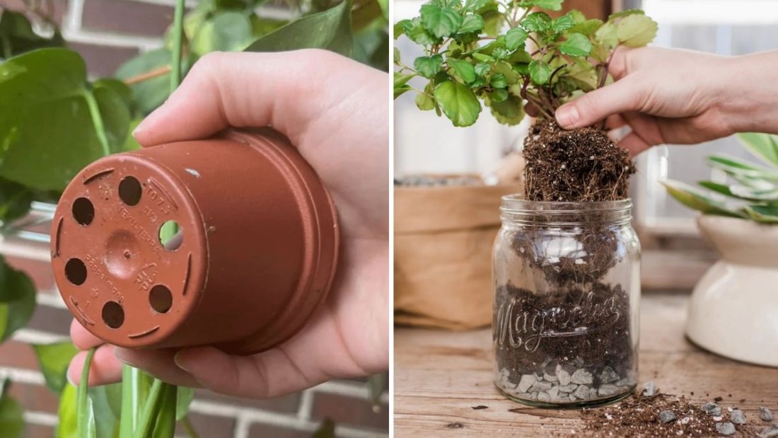 Why Drainage Holes Matter for Indoor Plants