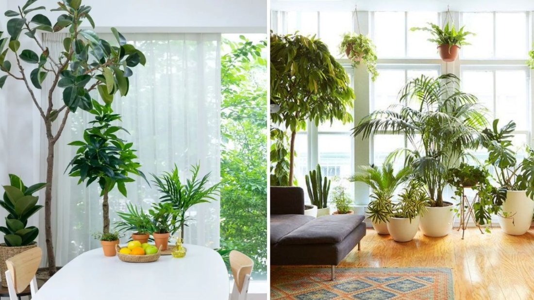 How to Create a Layered Indoor Plant Arrangement