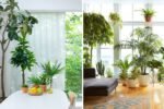 How to Create a Layered Indoor Plant Arrangement