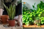 7 Indoor Plants That Can Handle Neglect