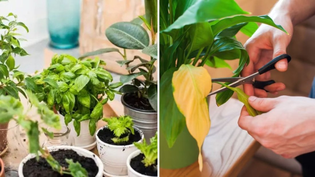 How to Keep Indoor Plants Pest-Free Naturally