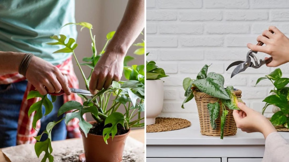 Why Your Indoor Plants Need Occasional Pruning