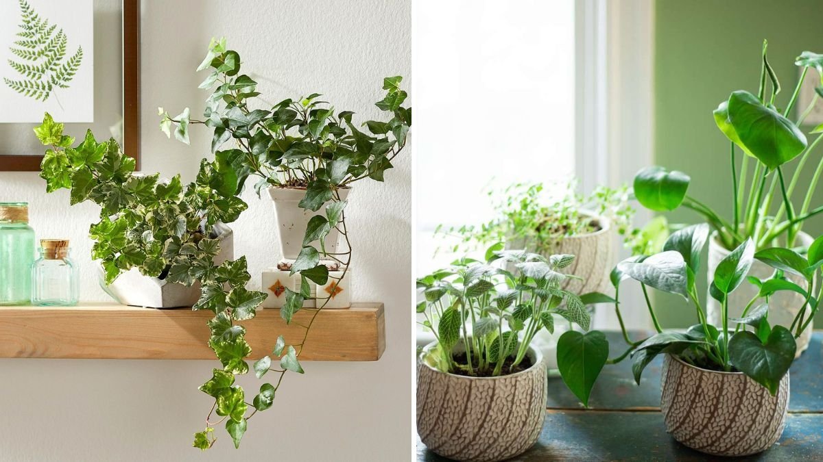 How to Keep Large Indoor Plants From Toppling Over