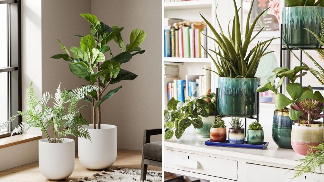 How to Choose Between Plastic and Clay Pots for Houseplants