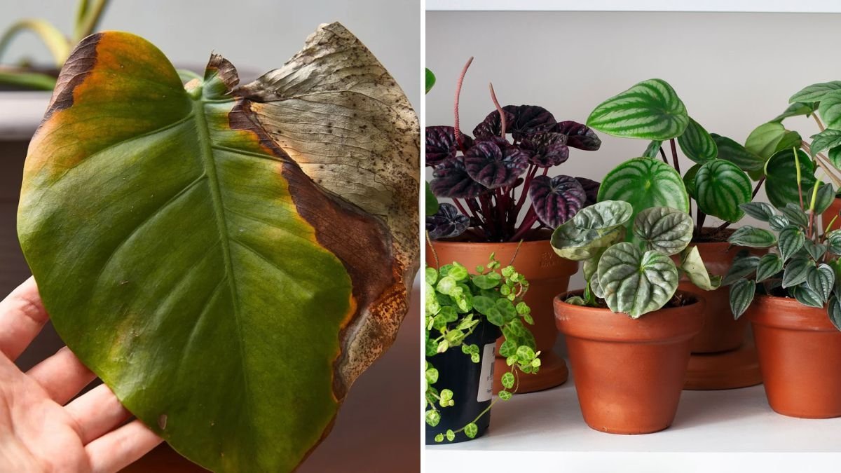 5 Common Indoor Plant Diseases and Their Natural Cures