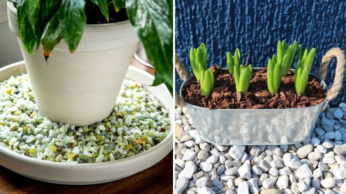 How to Use Pebble Trays to Increase Humidity for Plants