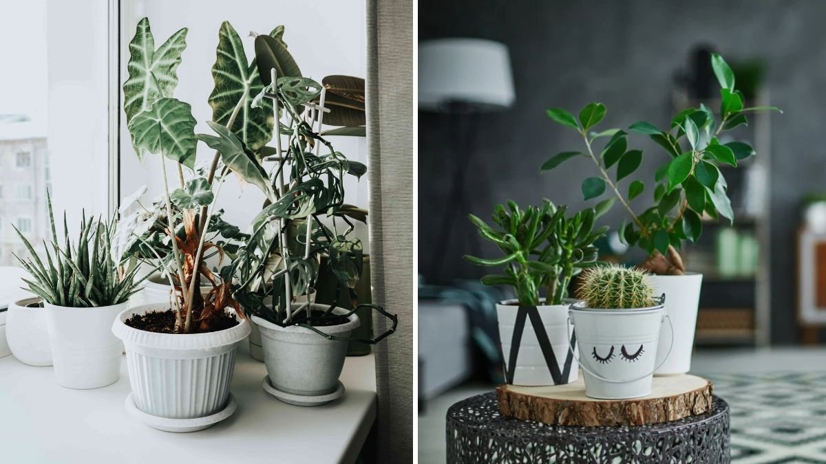 How to Keep Indoor Plants Healthy in Air-Conditioned Rooms