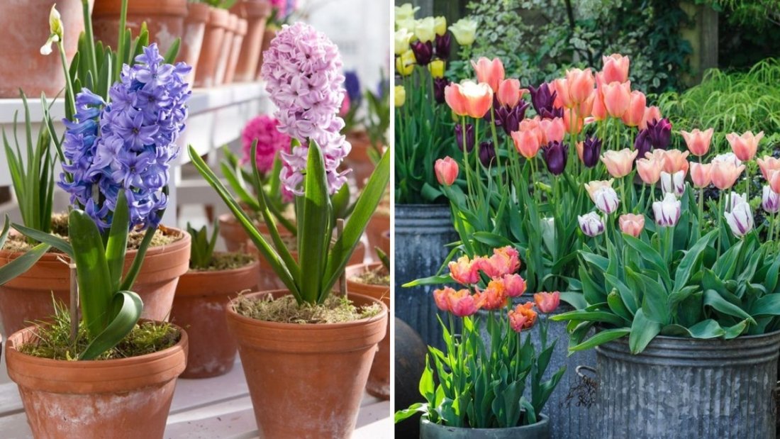 The Best Bulbs to Plant in November for Early Spring Color