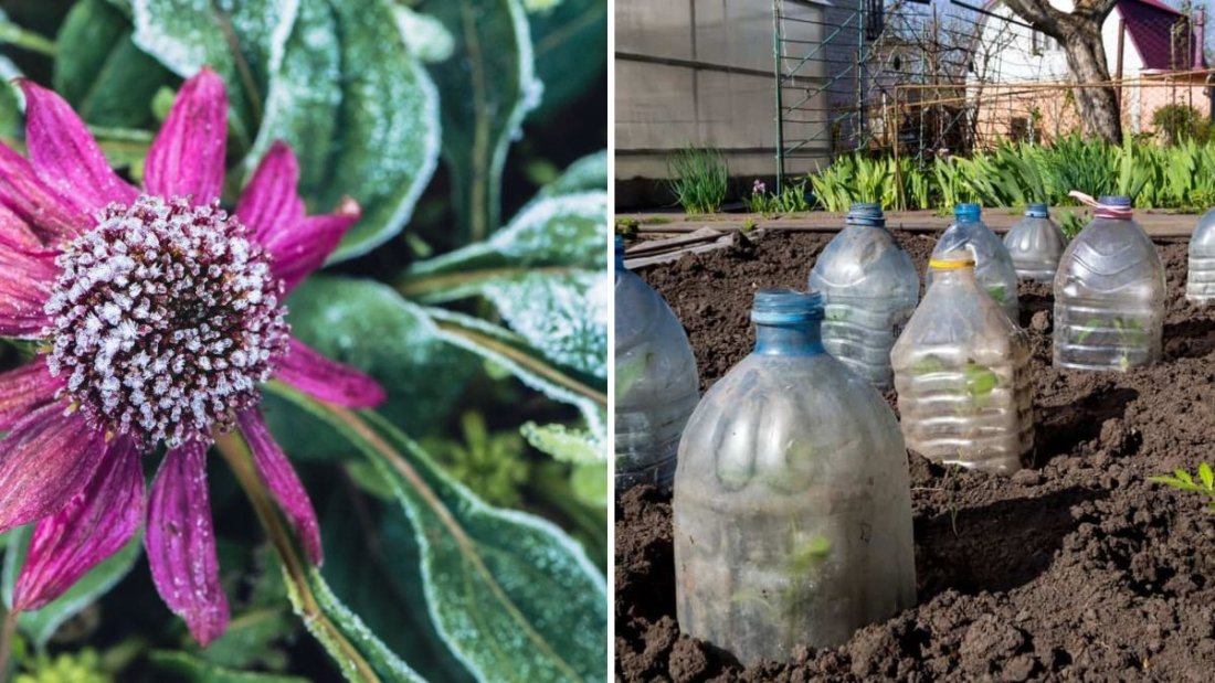 How to Protect Your Perennials From Frost Without Spending a Fortune