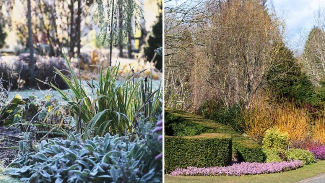 5 Shrubs That Stay Gorgeous Through Fall and Winter