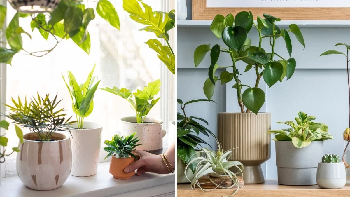 How to Bring Tender Plants Indoors Before Frost Hits
