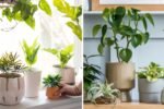 How to Bring Tender Plants Indoors Before Frost Hits
