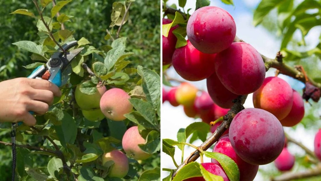 Should You Prune Fruit Trees in Fall? Experts Weigh In