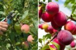 Should You Prune Fruit Trees in Fall? Experts Weigh In