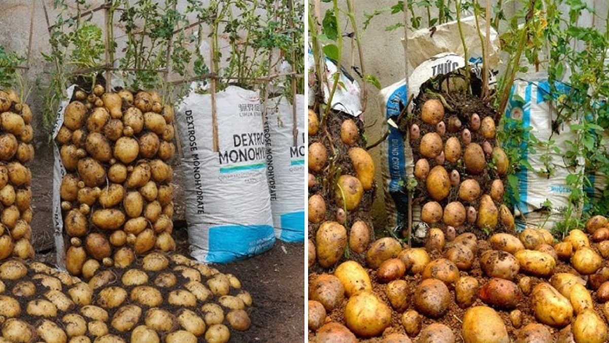 Growing Potatoes in Soil Bags: How to Grow Endless Potatoes Without Spending Money