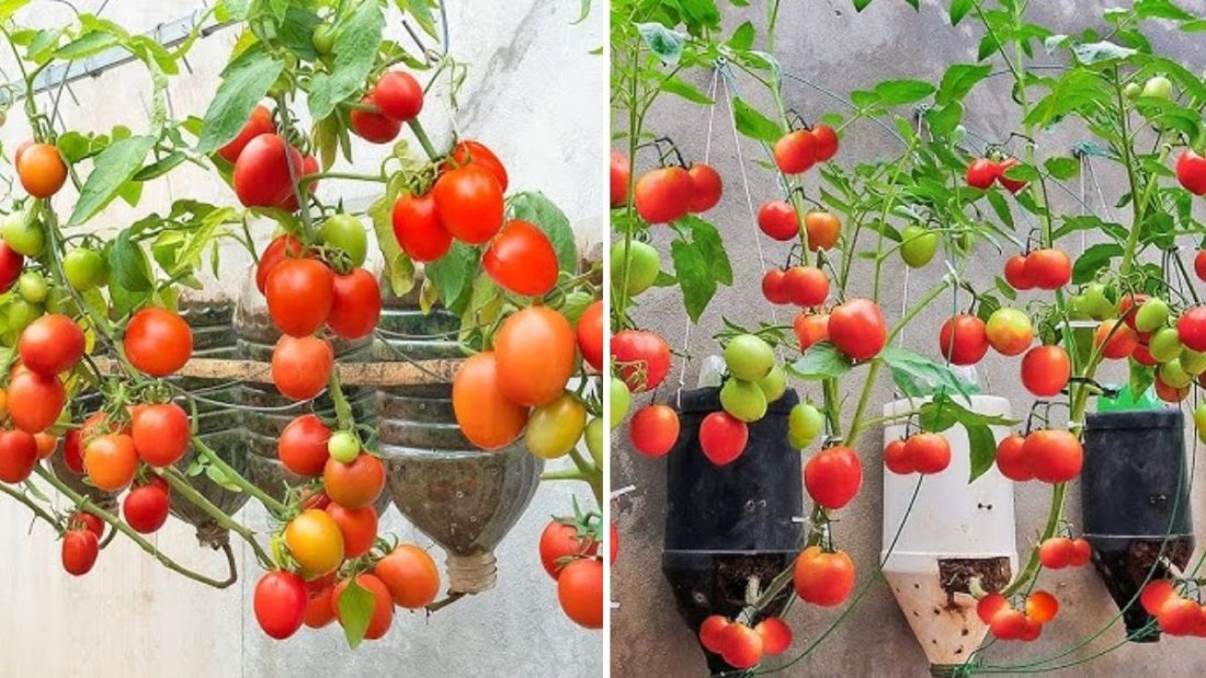 How to Grow Loads of Cherry Tomatoes in Plastic Bottles — Easy, Affordable, and Space-Saving Method