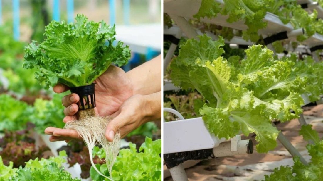 How to Make a Simple Hydroponic System at Home