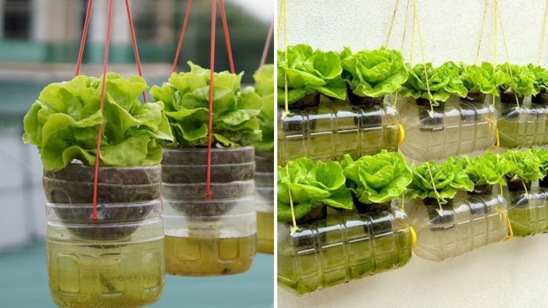 How to Create a Hanging Garden That Grows Lettuce Without Watering
