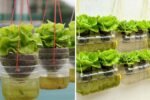 How to Create a Hanging Garden That Grows Lettuce Without Watering