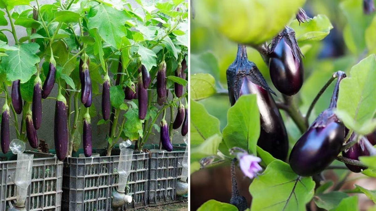 The Secret Watering Method That Keeps Eggplants Fruiting All Year Long
