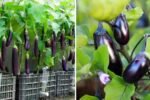 The Secret Watering Method That Keeps Eggplants Fruiting All Year Long