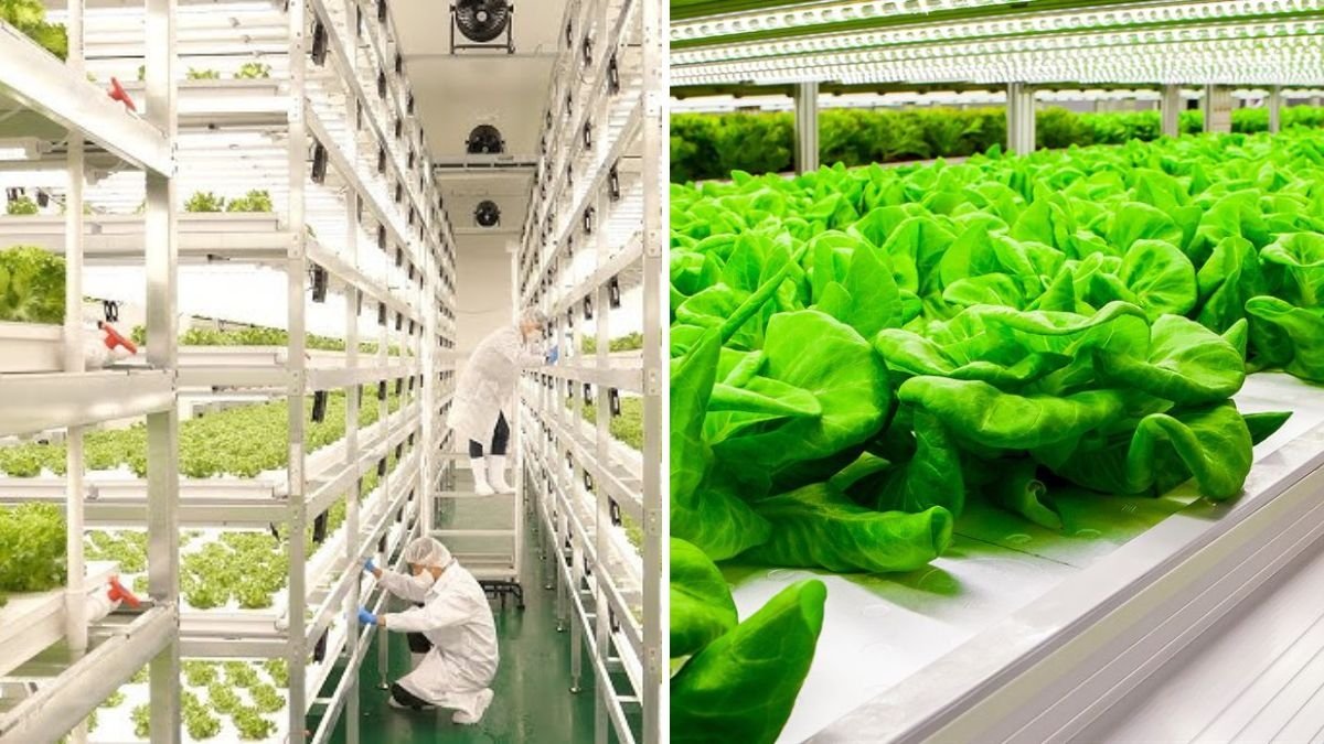 Farming Is Science: How Korean Scientists Are Revolutionizing Fresh Vegetable Production