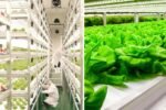 Farming Is Science: How Korean Scientists Are Revolutionizing Fresh Vegetable Production