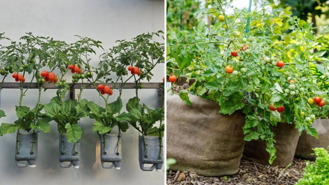 How to Grow Tomatoes Using the Intercropping Method