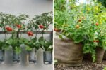 How to Grow Tomatoes Using the Intercropping Method
