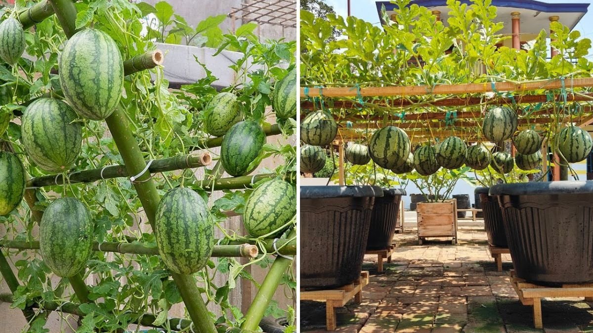How to Grow Watermelons in Pots: Easy Tips for a Big, Sweet Harvest at Home