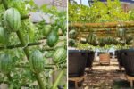 How to Grow Watermelons in Pots: Easy Tips for a Big, Sweet Harvest at Home