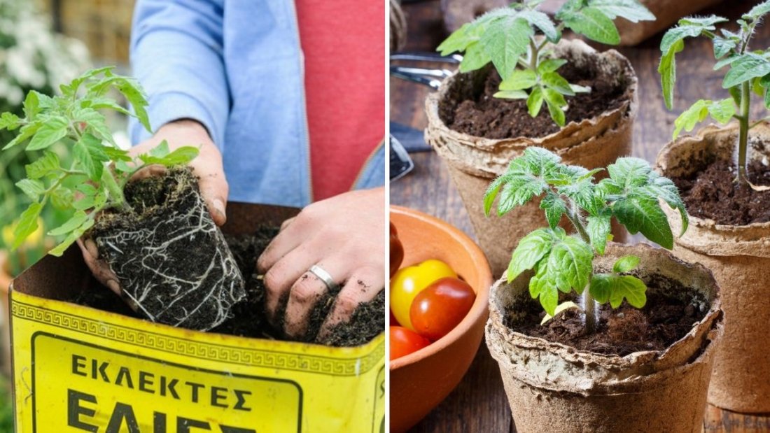 5-Step Guide to Growing Tomatoes in Small Spaces