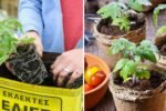 5-Step Guide to Growing Tomatoes in Small Spaces